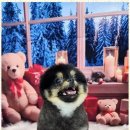 예쁘개 미용 이미지