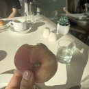 아우백 | 마요르카 아우보카사 올리브농장 올리브유 / 마요르카 캠퍼 매장 / 마요르카 신행코스 추천