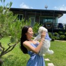 댕블리스 이미지