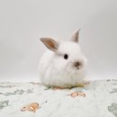 체리쉬펫 이미지