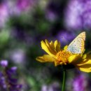 솔뫼공원 이미지