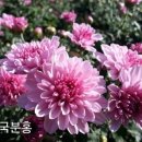 국화