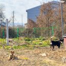 율곡식당 | 파주 당일치기 여행 율곡수목원 겨울 산책 평화중식당