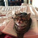 감탄 호성점 이미지