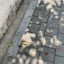 영덕역진입사거리 | 가을은 핑계고