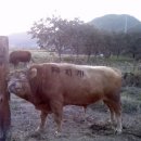 대림농장 이미지