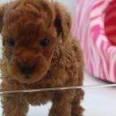 펫 매니저 이미지