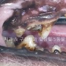 서초힐스동물병원 이미지