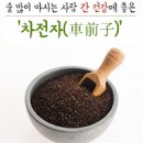 질경이 씨앗 차 먹는법 이미지