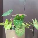 청라 몬스마스터 12월 플랜드데이 칼라디움 구매 후기