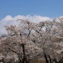 벚꽃명소 '서울어린이대공원' 탐방. 이미지