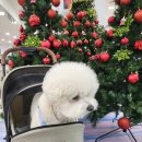 도매시장로 | 강서수산물도매시장 방어 전문 대방어회 가격 및 포장 후기