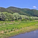 이팝나무길 이미지