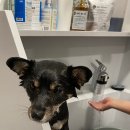 뽀dog 이미지
