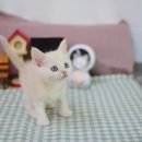 대구고양이분양 나비캣 이미지