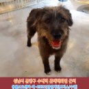 삽살개 믹스견 강아지를 찾습니다. 경기도 성남시 분당구 수내동 수내역 롯데백화점 근처에서 잃어버렸어요. 이미지