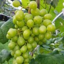 대봉농촌체험휴양마을 이미지