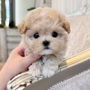 강아지분양 애견입양 아이러브독 수원점 말티푸미니비숑포메 이미지