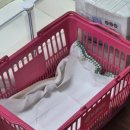 태안동물병원 | [포인핸드 | 태안 최동물병원 🐶] 포인핸드 유기견 입양 후기… 하루 만에 가족이 됐습니다