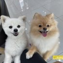 뭉쓰살롱 이미지