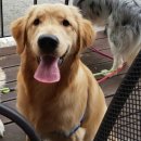 센스펫(노은점) 이미지