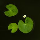 초복농장 이미지