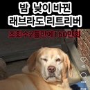 하찌 이미지