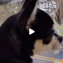 도그노리터 이미지