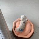 해피멍멍이 이미지