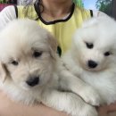 헬로우펫 이미지