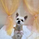 하비나 코지 이미지