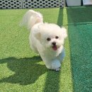 멍반장 | 수원 애견유치원 프라독🐶 열번째후기