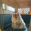 금비켄넬 이미지