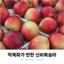아빠복숭아 | 지금결실의계절 신비복숭아 후기｜딱복파도 내돈내산한 이유 + 후숙 팁
