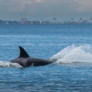 범고래 이미지