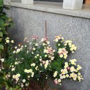 권센네민박 이미지