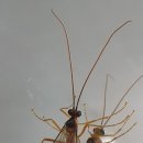 별자루