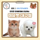 미유펫대구 강아지분양고양이분양(도그플러스동물병원) 이미지