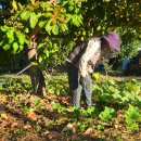 김영자농장 이미지