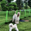 퍼피랜드 이미지