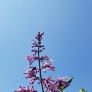 야생화 - 보령시 | 야생화