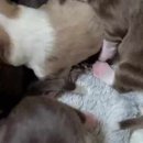 OPTIMAL NATURE 이미지