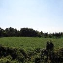 중문동-5 이미지