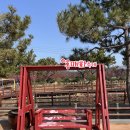 신안성장 | 신안 임자도 홍매화 축제 2025 솔직 후기 🌸 개화 상황·가는 법 총정리