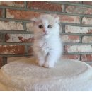 도그트랜드 이미지