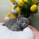 도그365 | 강아지분양 인천강아지분양 고양이분양 도그마루에서