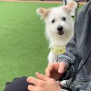 도그와트 | [애견카페] 도그와트 인천문학점 | 인천 애견카페 추천