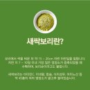 사진첩＞ 새싹보리 효능/ 부작용 이미지