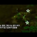 26. 가는장구채 이미지