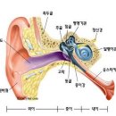 이명증 ( 귀울림) 이미지